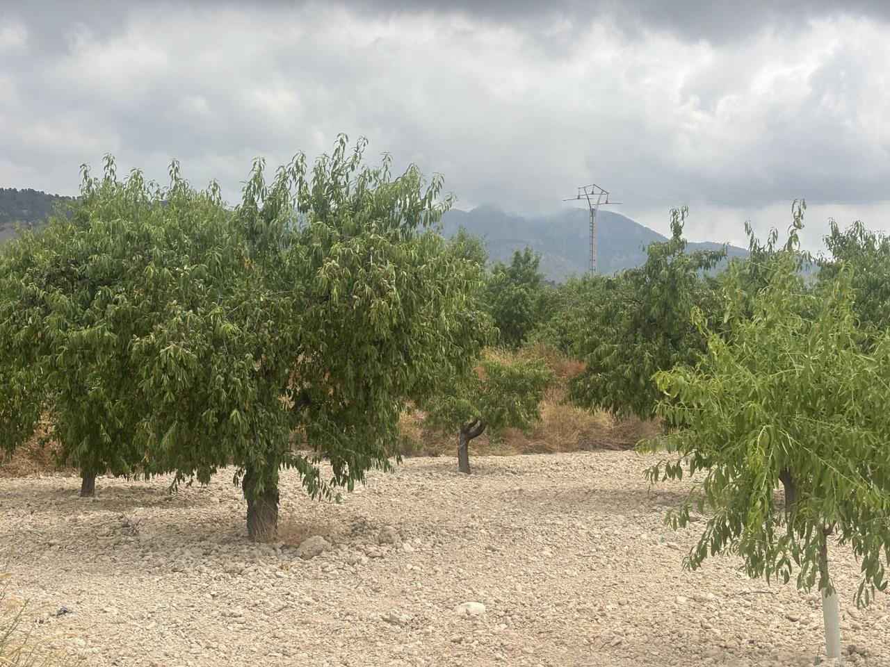  Finca en Yechar Ref. 210